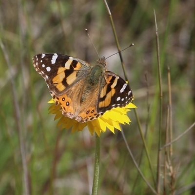 Vanessa kershawi (Australian Painted Lady) at Nail Can Hill - 27 Sep 2021 by Kyliegw