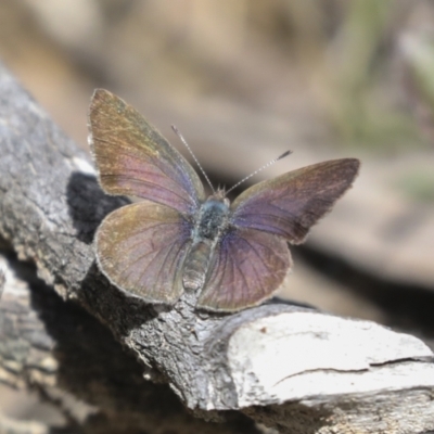 Erina hyacinthina (Varied Dusky-blue) at Bruce, ACT - 27 Sep 2021 by AlisonMilton