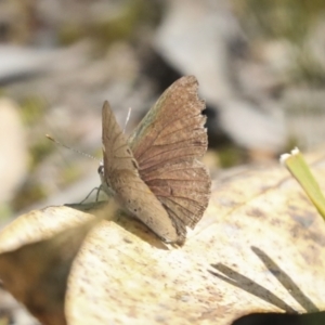 Erina hyacinthina at Bruce, ACT - 27 Sep 2021