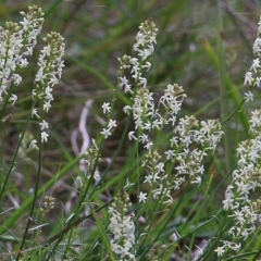 Stackhousia monogyna (Creamy Candles) at Albury - 27 Sep 2021 by Kyliegw