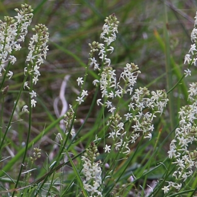Stackhousia monogyna (Creamy Candles) at Nail Can Hill - 27 Sep 2021 by Kyliegw