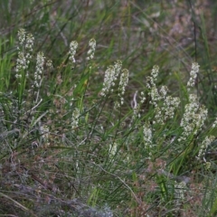 Stackhousia monogyna at Glenroy, NSW - 27 Sep 2021 10:41 AM