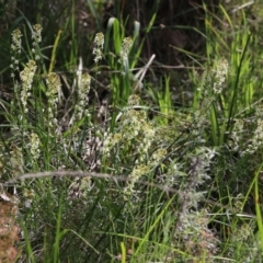Stackhousia monogyna at Glenroy, NSW - 27 Sep 2021