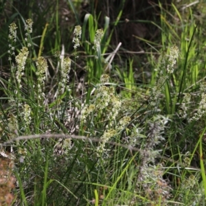 Stackhousia monogyna at Glenroy, NSW - 27 Sep 2021 10:41 AM