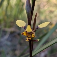 Diuris pardina (Leopard Doubletail) at Currawang, NSW - 27 Sep 2021 by camcols