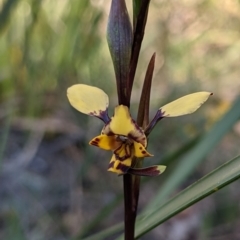 Diuris pardina (Leopard Doubletail) at Currawang, NSW - 26 Sep 2021 by camcols