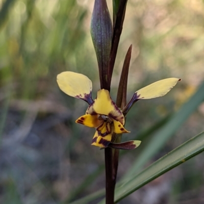 Diuris pardina (Leopard Doubletail) at Currawang, NSW - 26 Sep 2021 by camcols