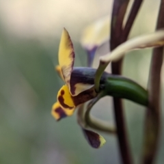 Diuris pardina at Currawang, NSW - 27 Sep 2021