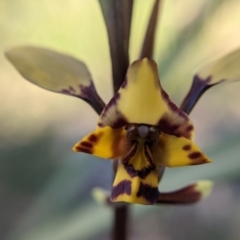 Diuris pardina at Currawang, NSW - 27 Sep 2021