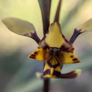 Diuris pardina at Currawang, NSW - 27 Sep 2021