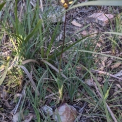 Diuris pardina at Currawang, NSW - 27 Sep 2021