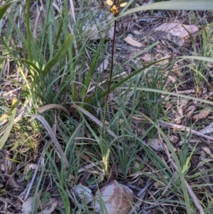 Diuris pardina at Currawang, NSW - 27 Sep 2021