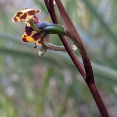 Diuris pardina at Currawang, NSW - 27 Sep 2021