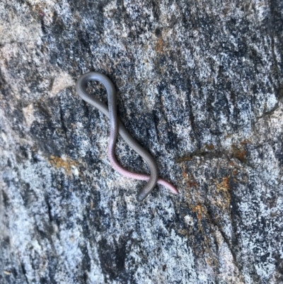 Aprasia parapulchella (Pink-tailed Worm-lizard) at Albury - 26 Sep 2021 by davidgregsmith