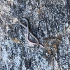 Aprasia parapulchella (Pink-tailed Worm-lizard) at Nail Can Hill - 26 Sep 2021 by davidgregsmith