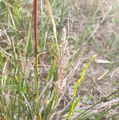 Lepidosperma laterale (Variable Sword Sedge) at Albury - 24 Sep 2021 by ClaireSee