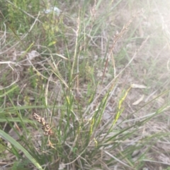 Lepidosperma laterale at Albury, NSW - 24 Sep 2021