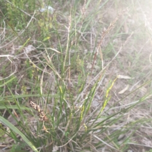 Lepidosperma laterale at Albury, NSW - 24 Sep 2021 05:04 PM