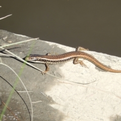 Eulamprus heatwolei (Yellow-bellied Water Skink) at Stromlo, ACT - 22 Mar 2020 by Amata