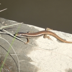 Eulamprus heatwolei (Yellow-bellied Water Skink) at Stony Creek - 22 Mar 2020 by Birdy