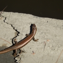 Eulamprus heatwolei at Stromlo, ACT - 22 Mar 2020