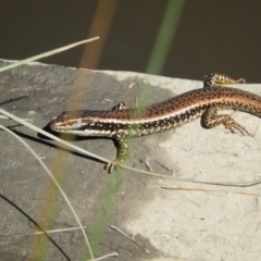 Eulamprus heatwolei at Stromlo, ACT - 22 Mar 2020