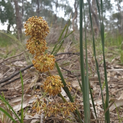 Lomandra multiflora (Many-flowered Matrush) at Albury - 24 Sep 2021 by ClaireSee