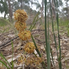 Lomandra multiflora (Many-flowered Matrush) at Monument Hill and Roper Street Corridor - 24 Sep 2021 by ClaireSee