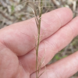 Aristida ramosa at Albury, NSW - 24 Sep 2021 04:40 PM