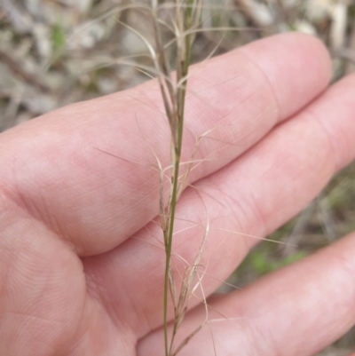 Aristida ramosa (Purple Wire Grass) at Albury - 24 Sep 2021 by ClaireSee
