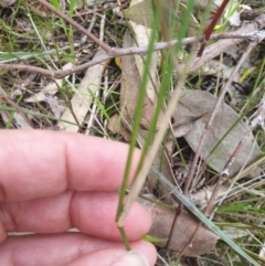 Aristida ramosa at Albury, NSW - 24 Sep 2021 04:40 PM