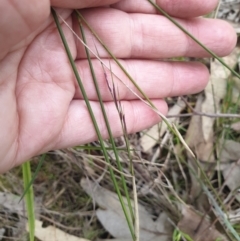 Aristida ramosa at Albury, NSW - 24 Sep 2021 04:40 PM