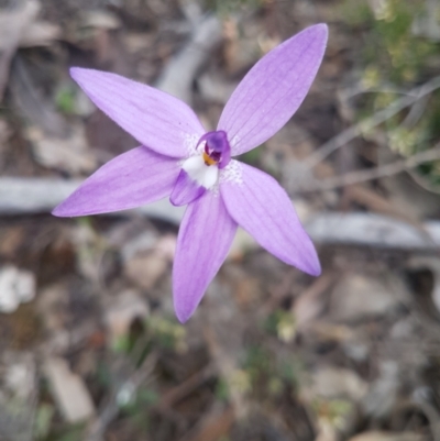 Glossodia major (Wax Lip Orchid) at Mount Jerrabomberra - 25 Sep 2021 by ElizaL