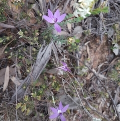 Glossodia major at Karabar, NSW - 25 Sep 2021