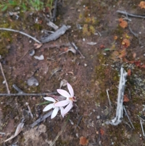 Glossodia major at Karabar, NSW - suppressed