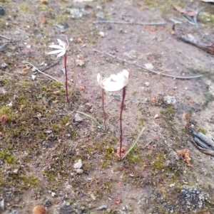 Glossodia major at Karabar, NSW - 25 Sep 2021