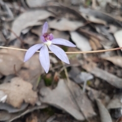 Glossodia major at Karabar, NSW - suppressed