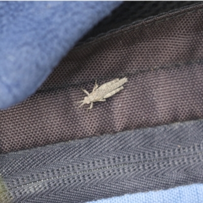 Coryphistes ruricola (Bark-mimicking Grasshopper) at Bruce Ridge - 27 Sep 2021 by AlisonMilton