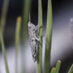 Coryphistes ruricola at Bruce, ACT - 27 Sep 2021 12:48 PM