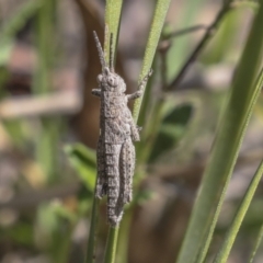 Coryphistes ruricola at Bruce, ACT - 27 Sep 2021 12:48 PM