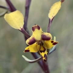 Diuris pardina (Leopard Doubletail) at Majura, ACT - 26 Sep 2021 by JaneR