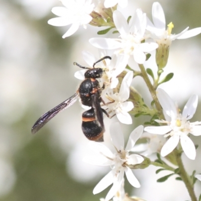 Eumeninae (subfamily) (Unidentified Potter wasp) at Bruce Ridge - 27 Sep 2021 by AlisonMilton