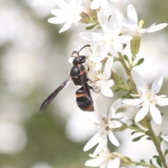 Eumeninae (subfamily) at Bruce, ACT - 27 Sep 2021 12:41 PM