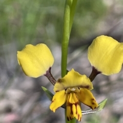 Diuris pardina (Leopard Doubletail) at Mount Ainslie - 26 Sep 2021 by JaneR