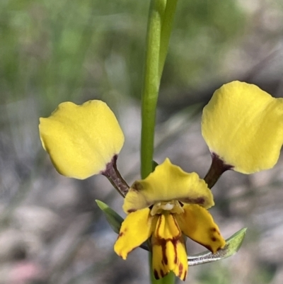 Diuris pardina (Leopard Doubletail) at Mount Ainslie - 26 Sep 2021 by JaneR