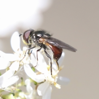 Psilota sp. (genus) (Hover fly) at Bruce Ridge - 27 Sep 2021 by AlisonMilton