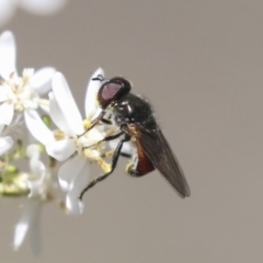 Psilota sp. (genus) at Bruce, ACT - 27 Sep 2021 12:40 PM