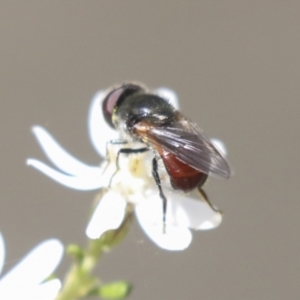 Psilota sp. (genus) at Bruce, ACT - 27 Sep 2021 12:40 PM