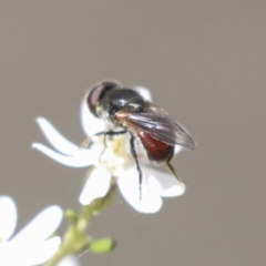 Psilota sp. (genus) at Bruce, ACT - 27 Sep 2021 12:40 PM