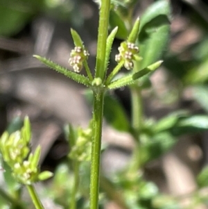 Galium gaudichaudii subsp. gaudichaudii at Majura, ACT - 26 Sep 2021